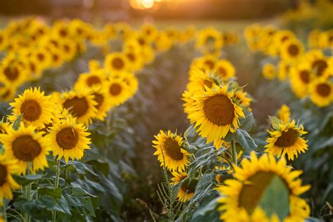 photo of a sunflower